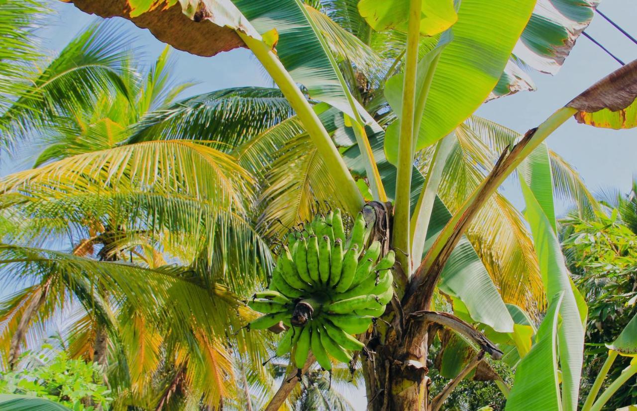 Nil Menik Villa Bentota Exterior foto